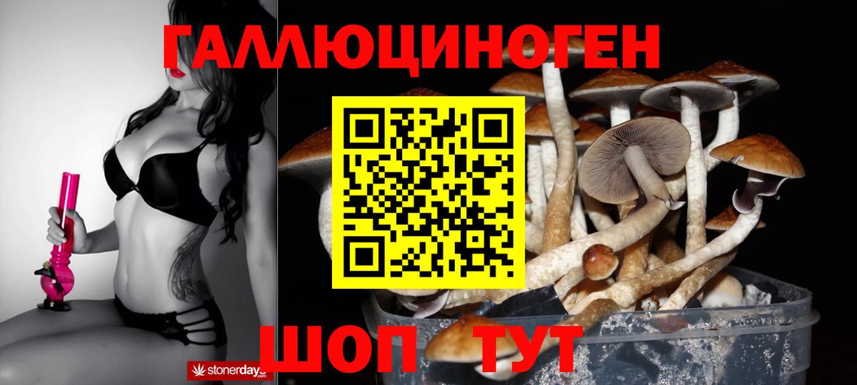 Галлюциногенные грибы Psilocybe Вышний Волочёк